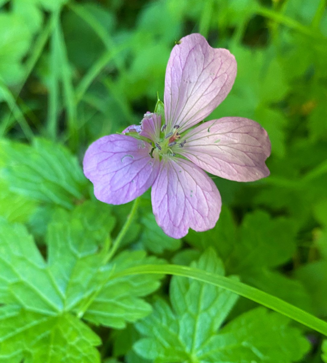 NoshiA100's tweet image. The missing petal on this pretty flower doesn’t stop it from blooming proudly amongst the other flowers. It’s important to embrace our uniqueness &amp;amp; not let anyone make us feel less than what we deserve.Those who can’t accept YOU for YOU are really not worth it! #Lessonsfromnature