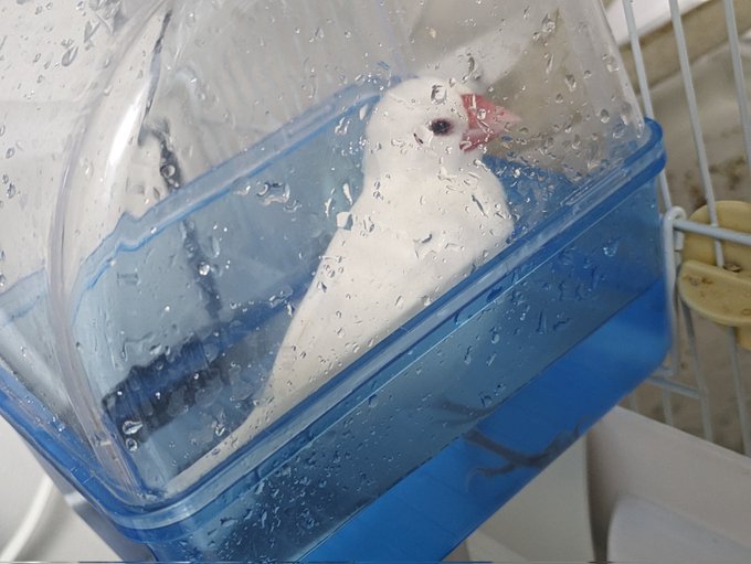 文鳥見てもいいですよ