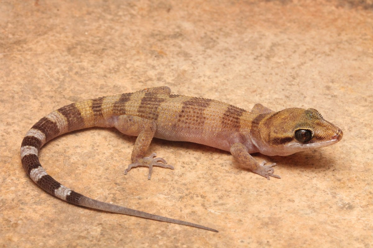 Dane Trembath tweet media