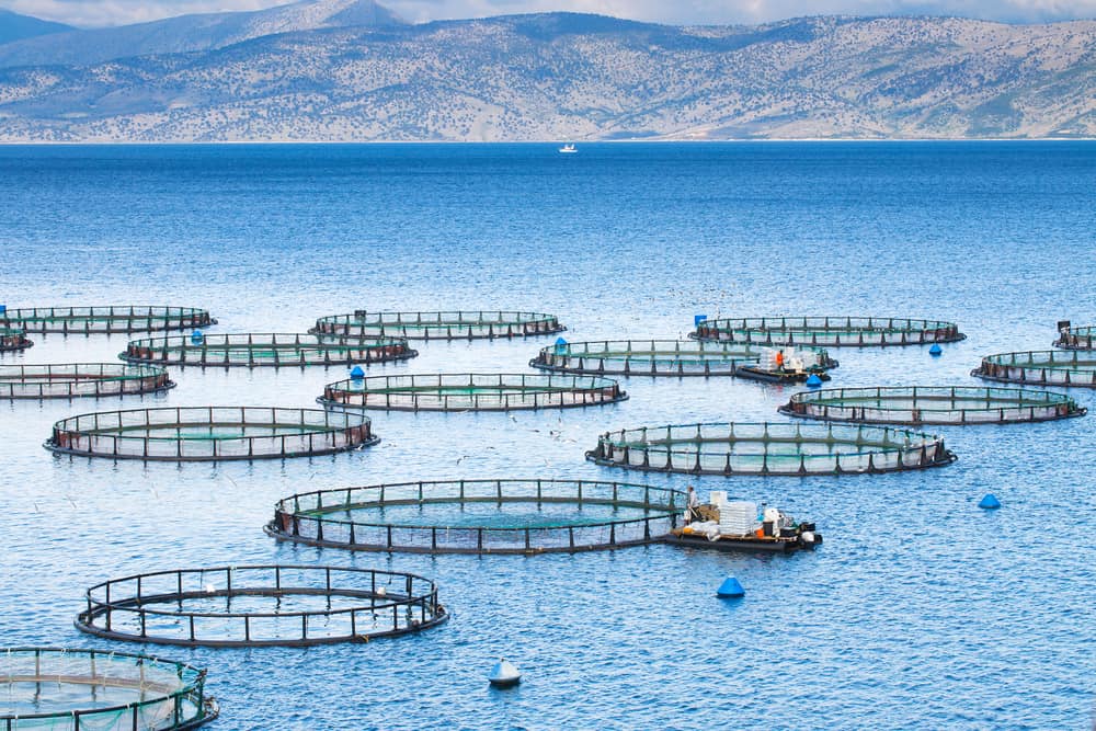 🌊Nuestro país es el que concentra mayor cosecha acuícola de la UE. España cuenta con una amplia variedad de instalaciones acuícolas, desde pequeñas granjas hasta grandes centros de producción.

<a href="/P_Recuperacion/">Plan de Recuperación</a> <a href="/Ptepa1/">PTEPA</a>

#PescaAzul #DelMaralaMesa #Pesca #Acuicultura