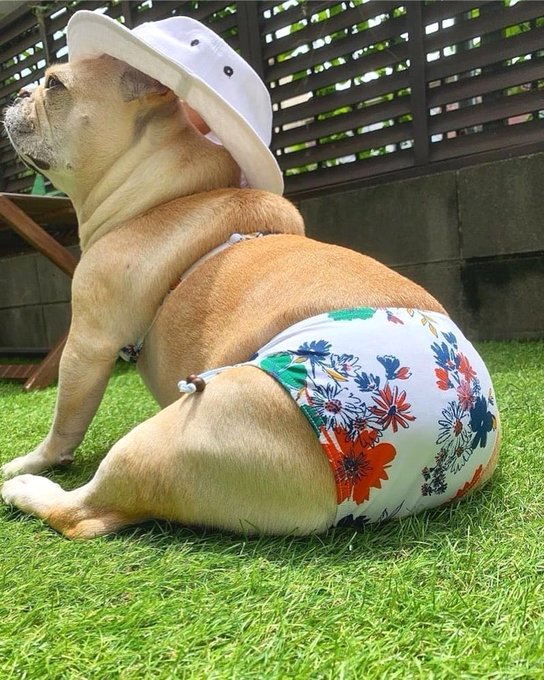 frenchbull_gang tweet picture