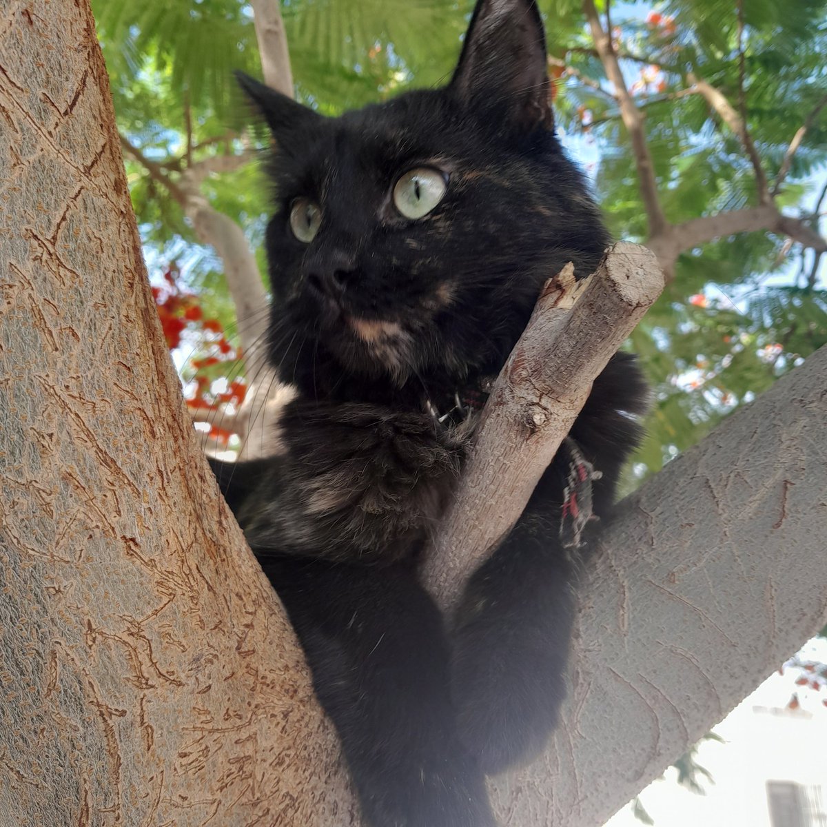 AickoQ's tweet photo. Gata Diona https://t.co/SFeWlbEQ0T
