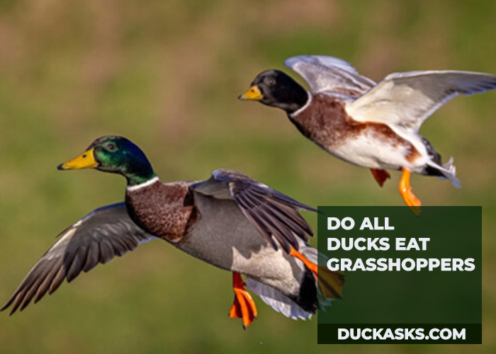 duck_asks's tweet photo. Do Ducks Eat Grasshoppers? In short, they are omnivorous birds. While not always seen in plain view because of its location, ducks eat grasshoppers as well. #Ducks #Eat #Grasshoppers #DuckAsks https://t.co/yzKeEMHTrF