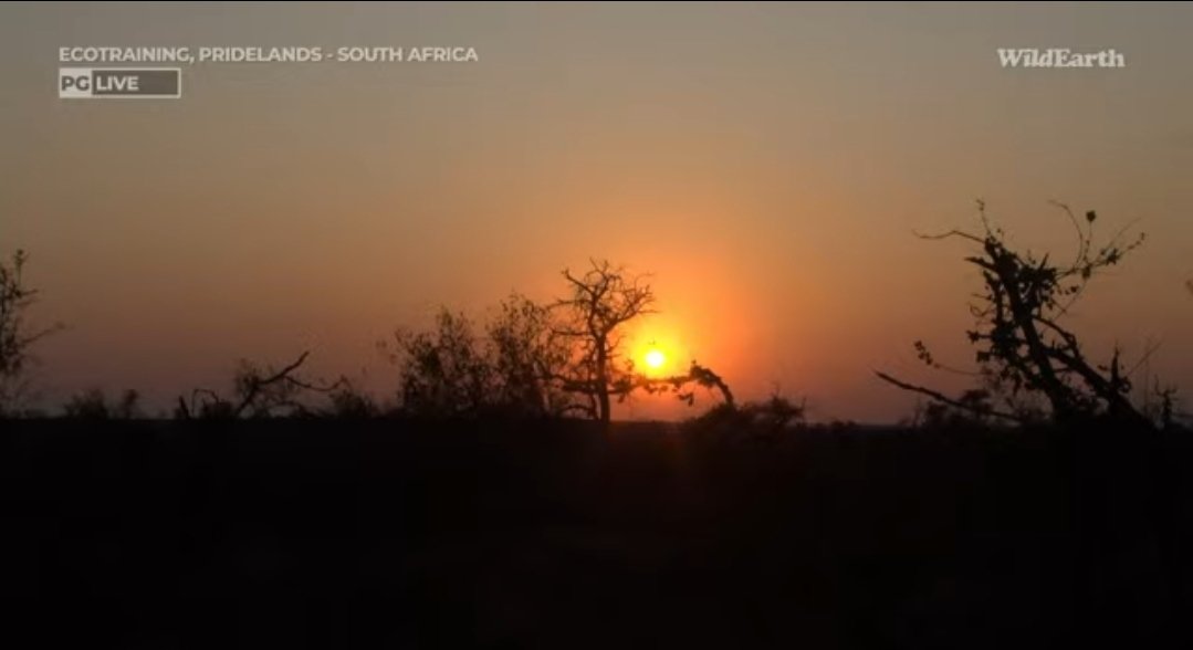 This sunrise in Ecotraining Pridelands is absolutely spectacular I'm like Wow! #wildearth