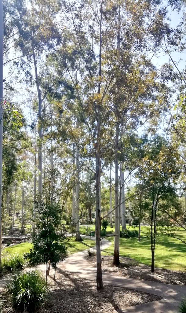 Vics_Echidna's tweet photo. Trees and birds in beautiful #RobelleDomain park 🐦🌳 cooler air during a very warm day. So much chatter in the trees, brush turkeys🦃 #greenspace 💚 Peaceful ✨ #Springfield @UQCCHW @UQ_News #NatureMatters🌅 @springfieldQLD 🌳 https://t.co/gLFUhmYbSZ