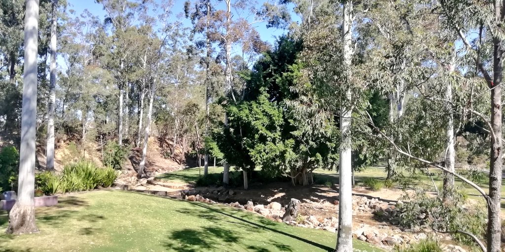 Vics_Echidna's tweet photo. Trees and birds in beautiful #RobelleDomain park 🐦🌳 cooler air during a very warm day. So much chatter in the trees, brush turkeys🦃 #greenspace 💚 Peaceful ✨ #Springfield @UQCCHW @UQ_News #NatureMatters🌅 @springfieldQLD 🌳 https://t.co/gLFUhmYbSZ