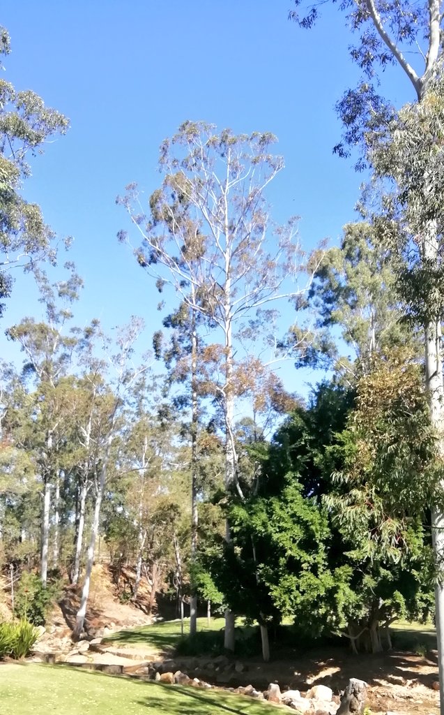 Vics_Echidna's tweet photo. Trees and birds in beautiful #RobelleDomain park 🐦🌳 cooler air during a very warm day. So much chatter in the trees, brush turkeys🦃 #greenspace 💚 Peaceful ✨ #Springfield @UQCCHW @UQ_News #NatureMatters🌅 @springfieldQLD 🌳 https://t.co/gLFUhmYbSZ