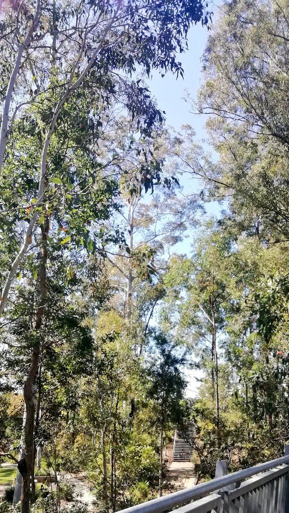 Vics_Echidna's tweet photo. Trees and birds in beautiful #RobelleDomain park 🐦🌳 cooler air during a very warm day. So much chatter in the trees, brush turkeys🦃 #greenspace 💚 Peaceful ✨ #Springfield @UQCCHW @UQ_News #NatureMatters🌅 @springfieldQLD 🌳 https://t.co/gLFUhmYbSZ