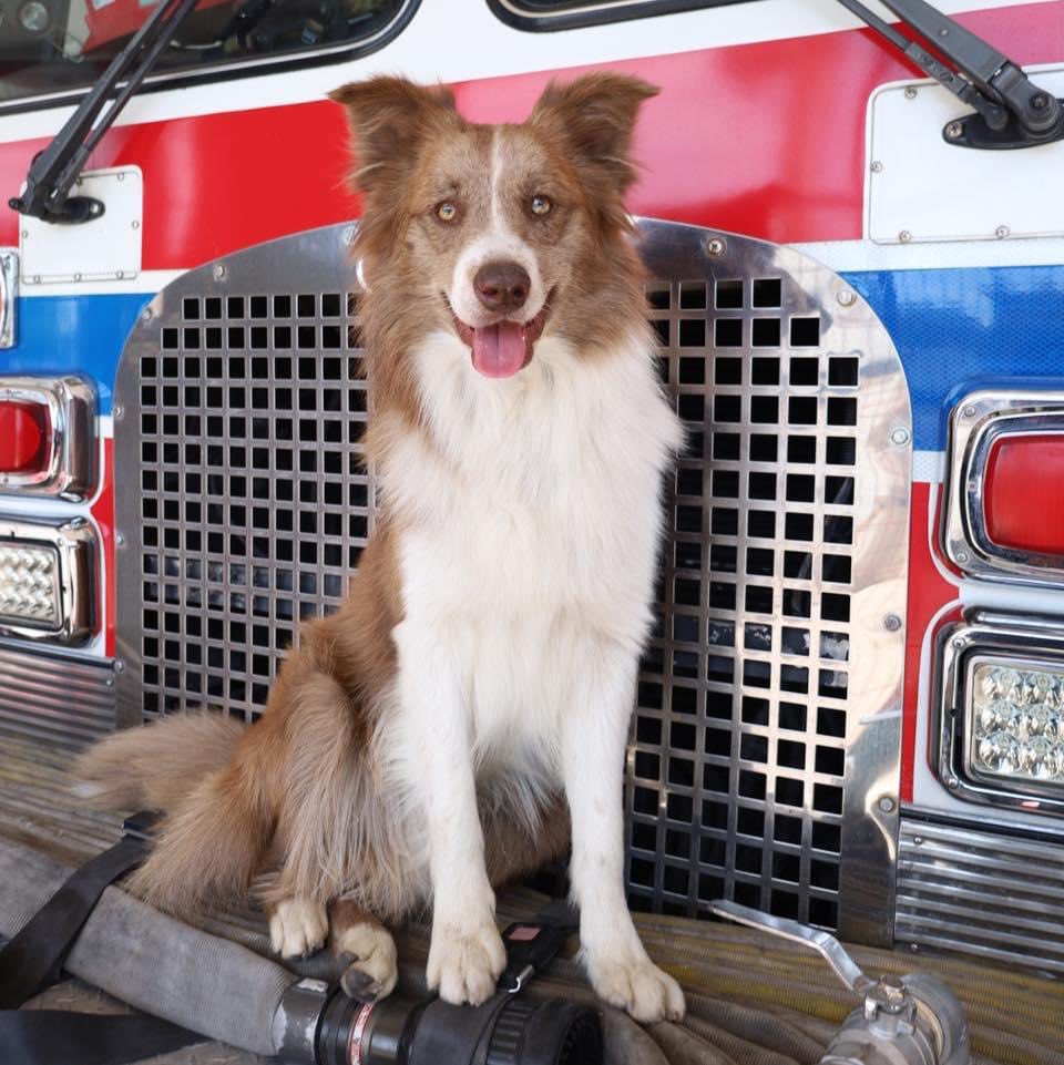 AlertaQro's tweet photo. #AlertaSocial | Buscan a Brec, un perrito bombero

🚨 Los bomberos piden ayuda a la ciudadana a través de redes sociales para localizarlo y que Brec regrese a casa

Detalles ➡️ https://t.co/b7bllPyBA8 https://t.co/S4NYZohJkL
