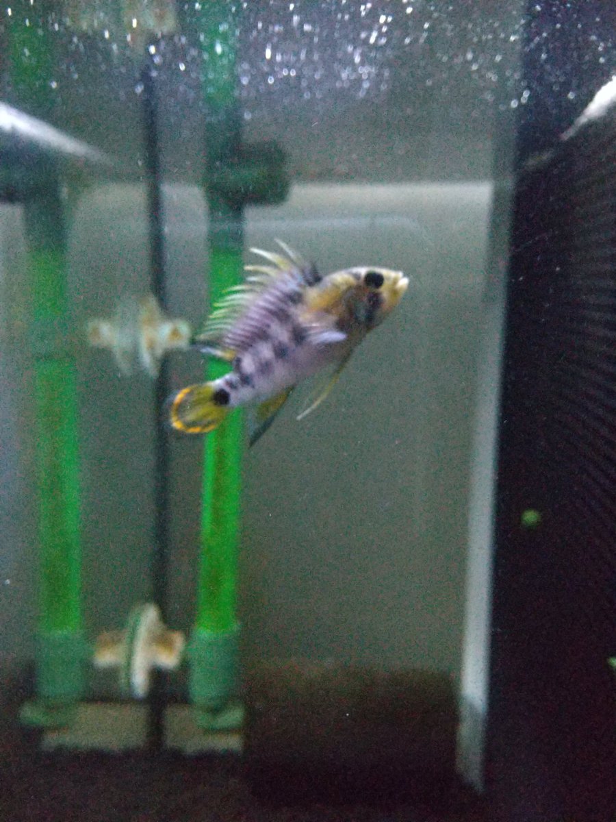 インカも背鰭がカッコよくなってきた😀