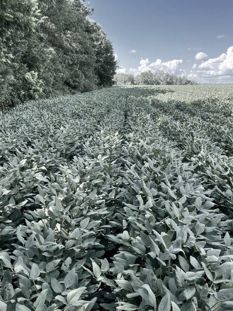 alabamaED's tweet photo. I Walk along tree lines when scouting for soybean diseases. Plants are often exposed to longer periods of dew b/c of the shade of trees. Ideal spots for initial outbreak of aerial web blight, Frogeye leaf spot, Target spot & soybean rust #APS2023 # PlantHealth 2023 #CropNetwork https://t.co/04tKk7oo34