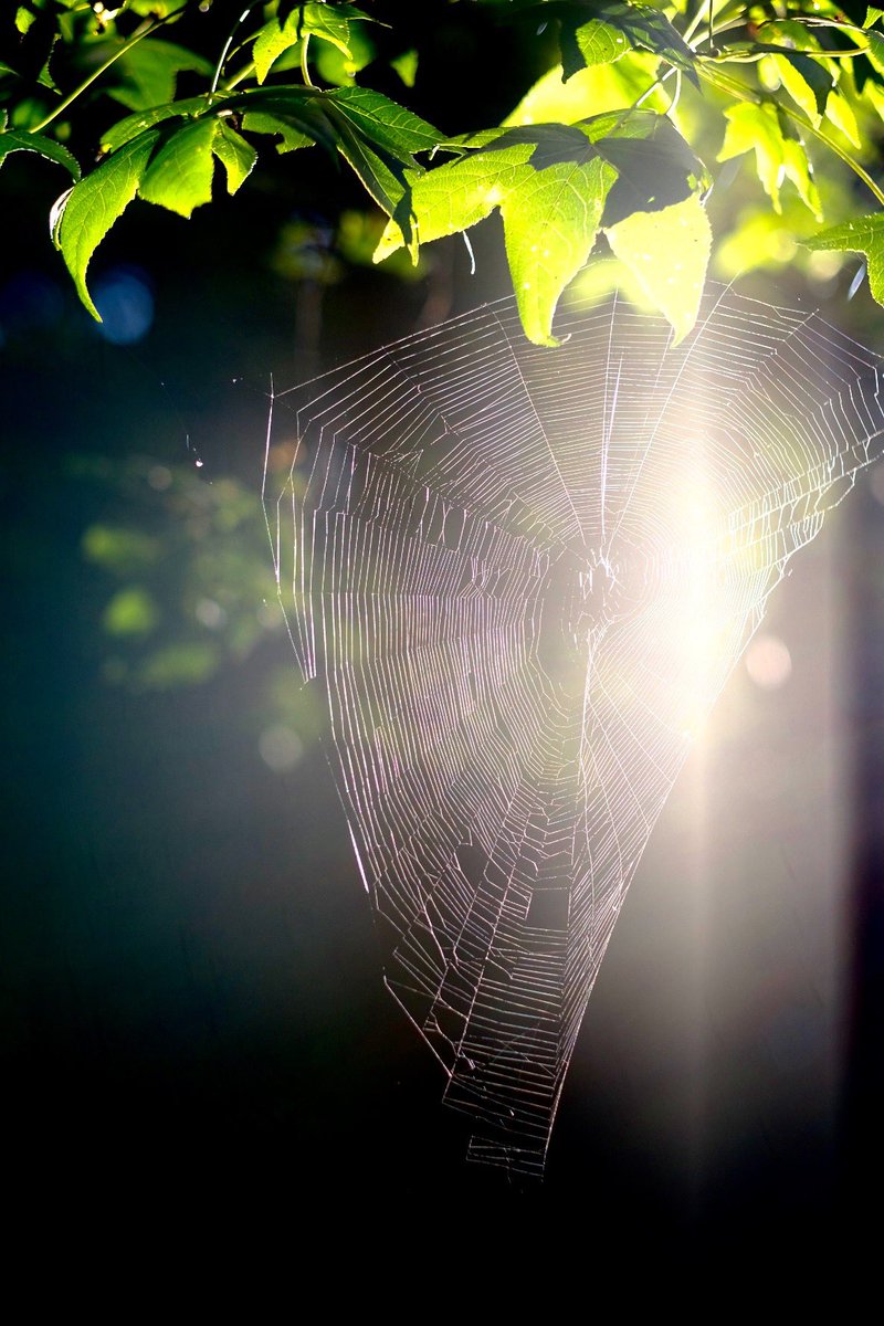 Got up and out and shot photos at dawn at <a href="/EnoRiver/">Eno River Association</a> I haven’t picked up my camera for me in some time. 

For all the many special interests I have obsessed over, this one has always been the constant, from my first black and white photos showcased in the hs show at the mall to