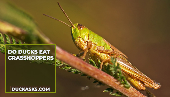 duck_asks's tweet photo. Do Ducks Eat Grasshoppers? In short, they are omnivorous birds. While not always seen in plain view because of its location, ducks eat grasshoppers as well. #Ducks #Eat #Grasshoppers #DuckAsks https://t.co/yzKeEMHTrF