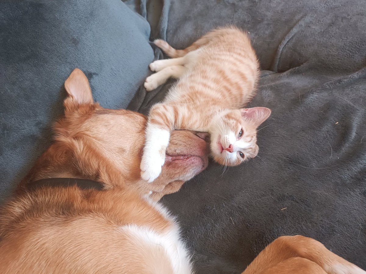 guivarch_eric's tweet photo. @Tata_LiliCoeur Une solution transitoire, être famille d'accueil. Malgré nos 2 croisés Aussie, et nos 3 chats, nous accueillons régulièrement un chien en attente d'adoption...
C'est souvent sport avec 3 grands chiens à la maison. https://t.co/xXKhjm7j8R