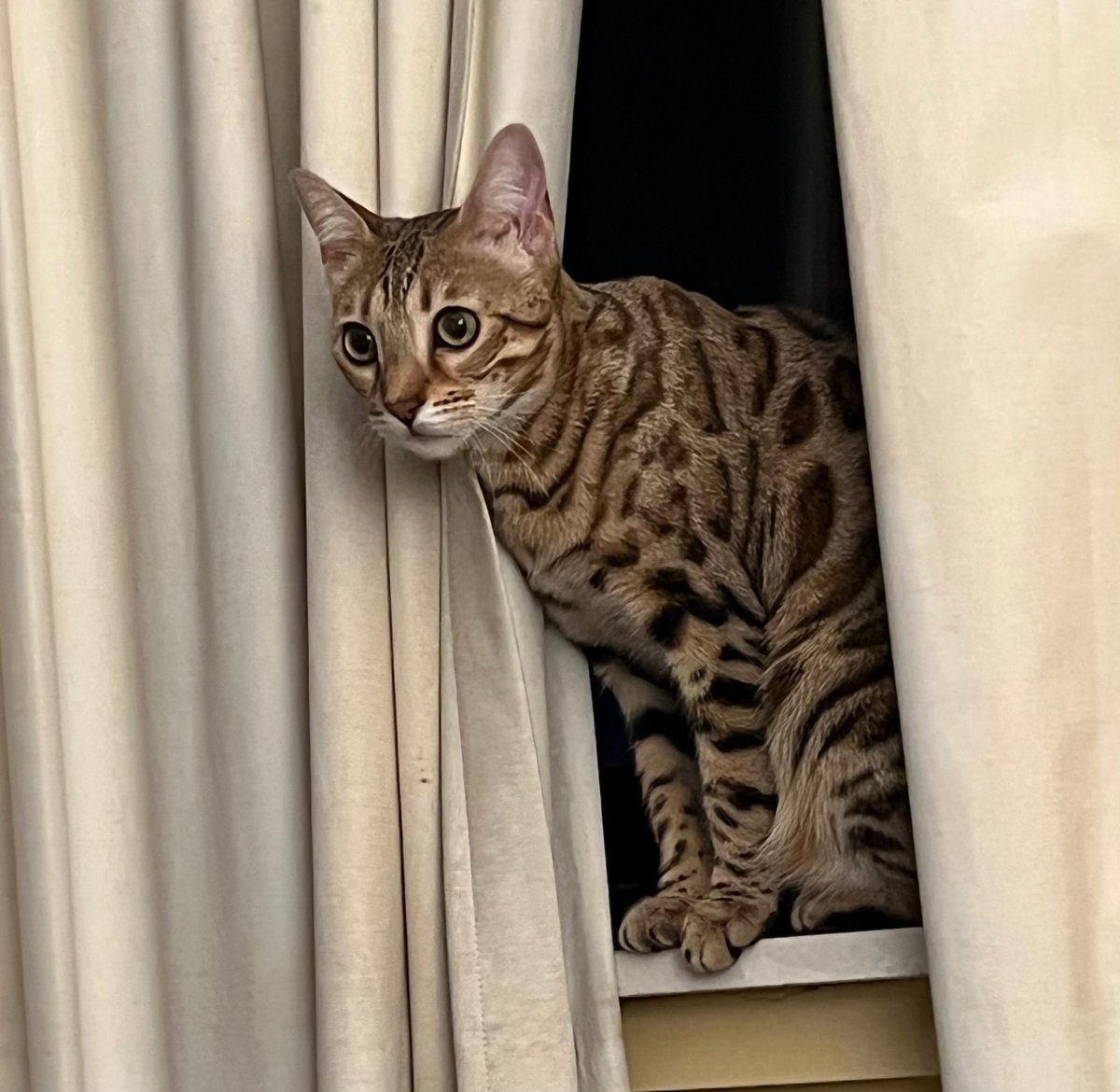 THEamberadams's tweet photo. Please share for help!! Cat lost in the last 2 hrs @DENAirport She’s somewhere on the ground/runway!! @SouthwestAir PLEASE #HELPFINDBREEZY This poor baby has to be terrified. @KDVR @DenverChannel @EricMGarcia @PeterAskin1 @blaireerskine @laurenhtexas @dianelyssa https://t.co/VXCfcv63oI