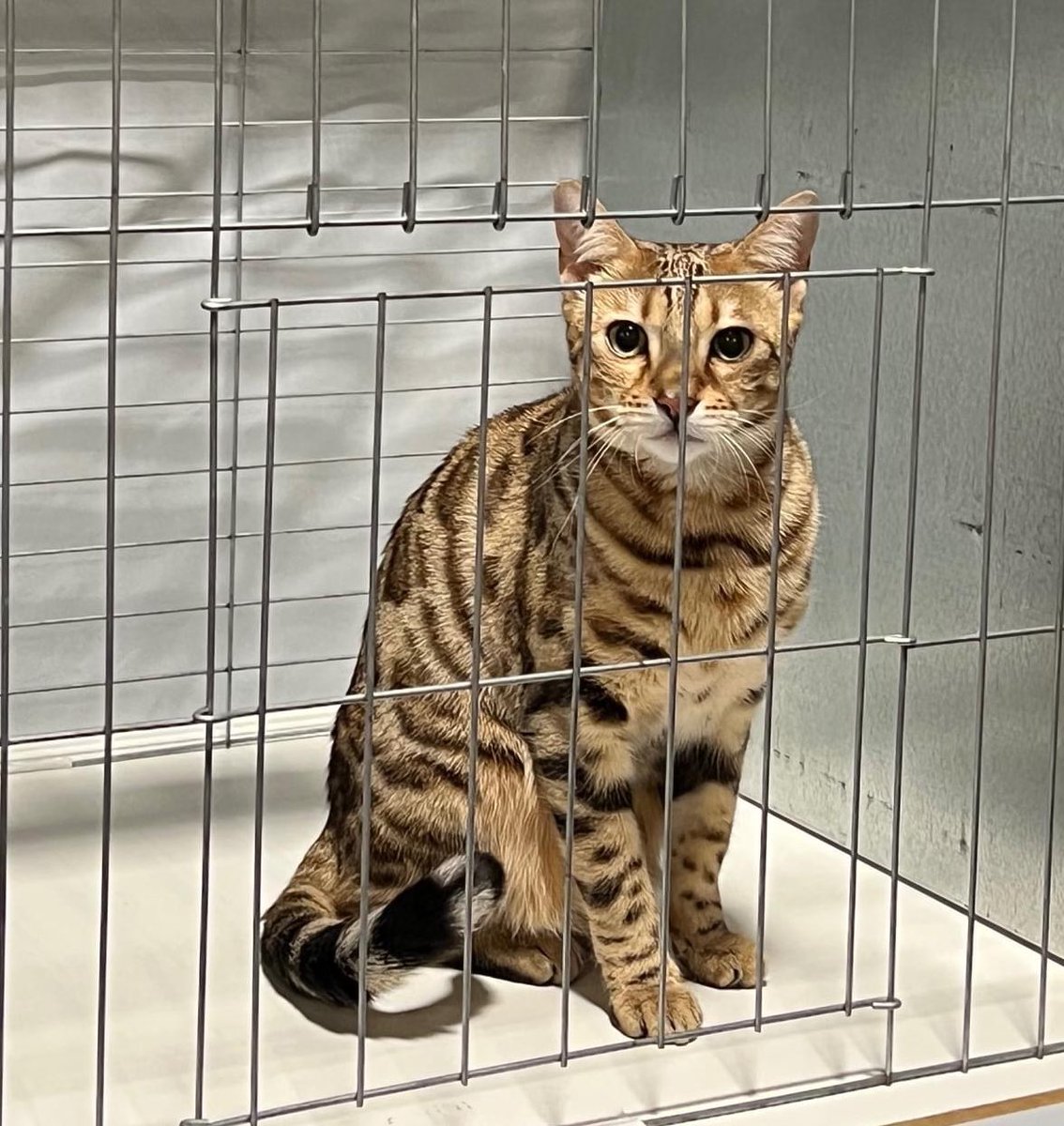 THEamberadams's tweet photo. Please share for help!! Cat lost in the last 2 hrs @DENAirport She’s somewhere on the ground/runway!! @SouthwestAir PLEASE #HELPFINDBREEZY This poor baby has to be terrified. @KDVR @DenverChannel @EricMGarcia @PeterAskin1 @blaireerskine @laurenhtexas @dianelyssa https://t.co/VXCfcv63oI