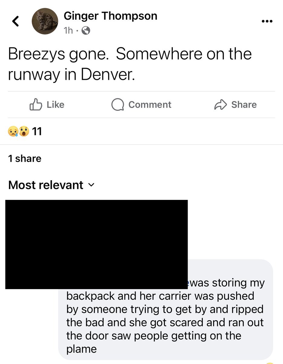 THEamberadams's tweet photo. Please share for help!! Cat lost in the last 2 hrs @DENAirport She’s somewhere on the ground/runway!! @SouthwestAir PLEASE #HELPFINDBREEZY This poor baby has to be terrified. @KDVR @DenverChannel @EricMGarcia @PeterAskin1 @blaireerskine @laurenhtexas @dianelyssa https://t.co/VXCfcv63oI