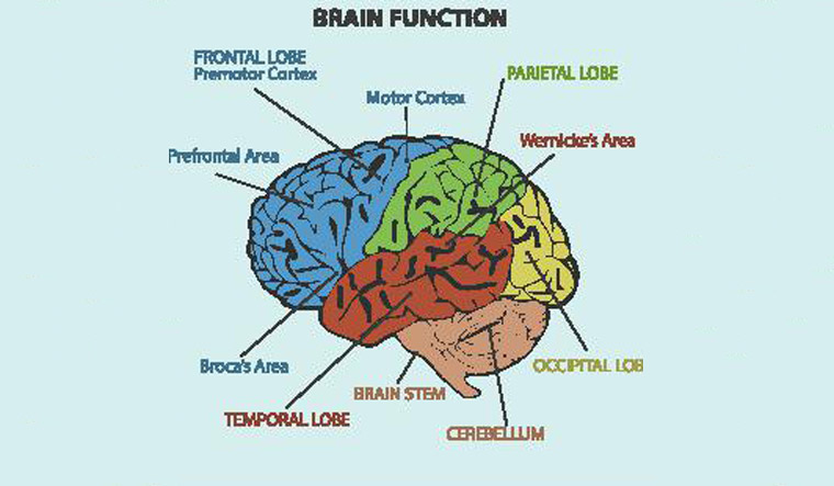 Neurosciencean3's tweet photo. Unlocking the #secret of #speech: Unique #human #brain #structure discovered 
Read more: https://t.co/OOMXFV2BQa 
share your paper on: https://t.co/GSMlgBokKS 
#npoa
#manuscript 
#reseach 
#Brain #anatomy https://t.co/x3Vg14tXgl