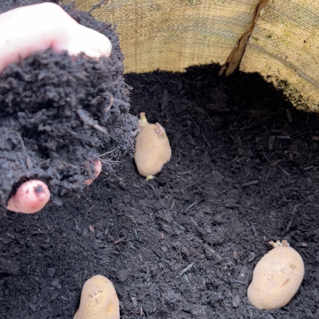 DalefootCompost's tweet photo. Springtime in August! No dig gardening expert @Steph_Hafferty has written a blog about what to sow now for winter and spring harvests and how to grow potatoes for Christmas - starting right now.

Click to read 👉 https://t.co/wurcKiyOFA

#organicgardening #peatfree https://t.co/61fH4wgofu