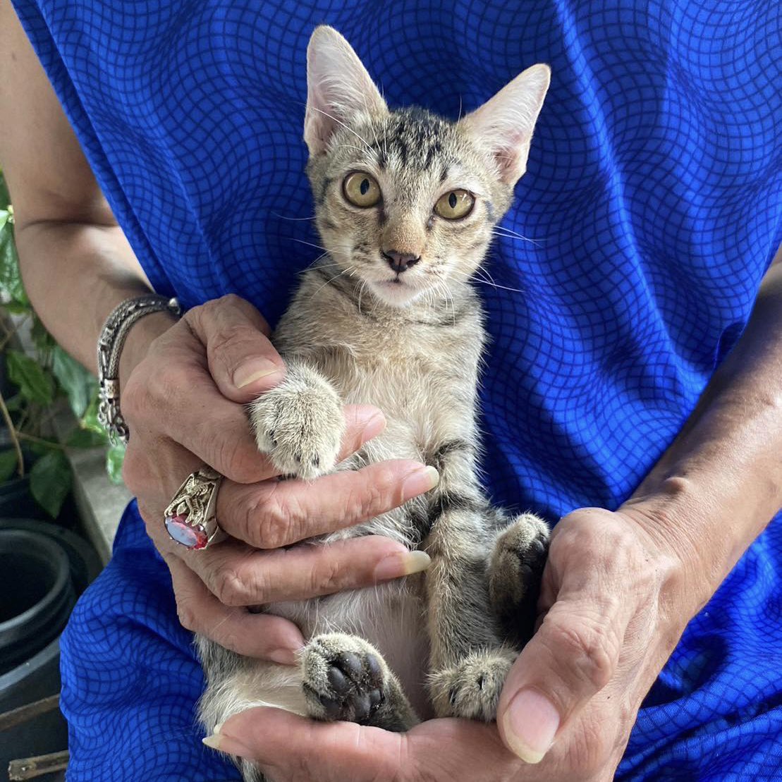 CatsterClub's tweet photo. 🏠หาบ้านให้น้องแมว🏠
น้องแมวอายุ 4 เดือน ซนและขี้เล่นมากๆน่ารักมาก
ผู้ 1  สีน้ำตาล 
เมีย 2 สีดำขาว ; ลายสลิด
พิกัด สะพานใหม่ 385 ถนนพหลโยธิน
ติดต่อ โทร 089-6647885 https://t.co/tYe34wgmN2