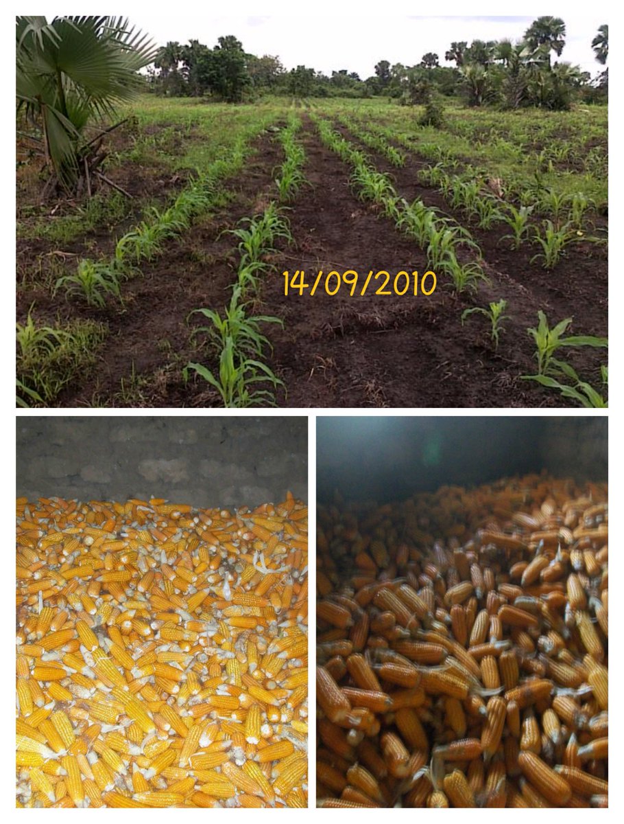 psalas001's tweet photo. The rain was not certain. I took the risk, planted my 1st maize on 3rd Sept 2010. No fertilizer. You can imagine the excitement on my face during harvest. In fact, the whole village participated in the harvest. Mamu/Abimbola village 2010. #throwbackseason #decadeofexperience https://t.co/5YbZw9VWOl