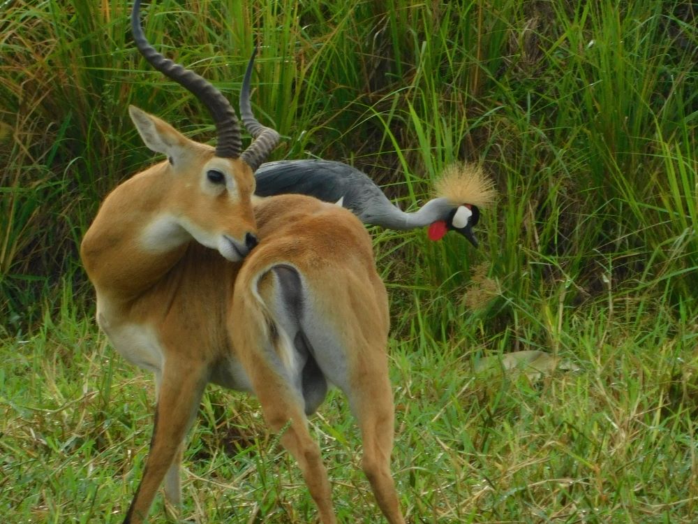 Great views in #MurchisonFallsNationalPark #Aiwanger
A Uganda safari is always a double experience. 
Book your safari at info@loveugandasafaris.com