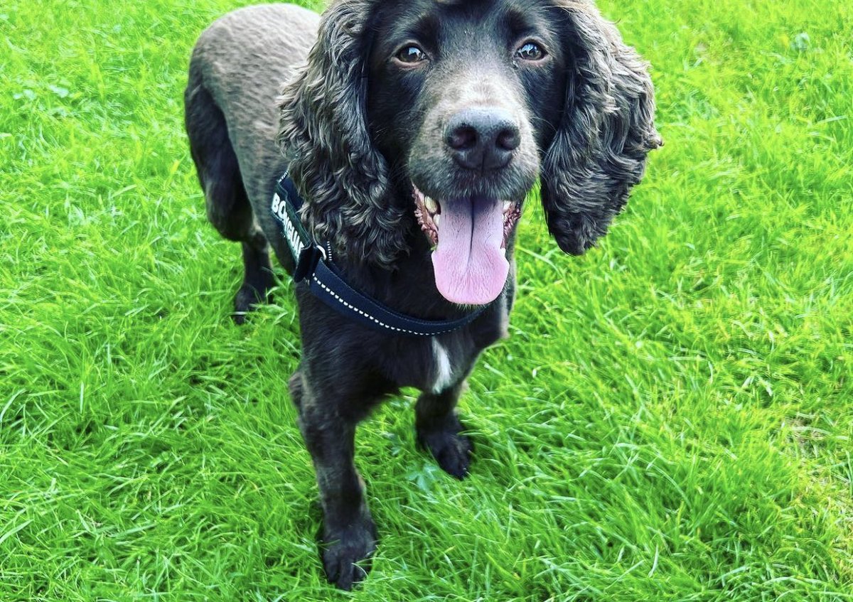 Sir_etters's tweet photo. 22hr Micro-adventure: Ingleton, Dales. Getting ‘stir-crazy’ @e.l.wakey out of house. Only 30min walks, but hours of discomfort after 🤦♂️😖. Still, she’s got me and the Furry Idiots to look after her! 🤪🤣😂 #Kneejob #inspirationallady❤️ https://t.co/OsVsYHAZGo
