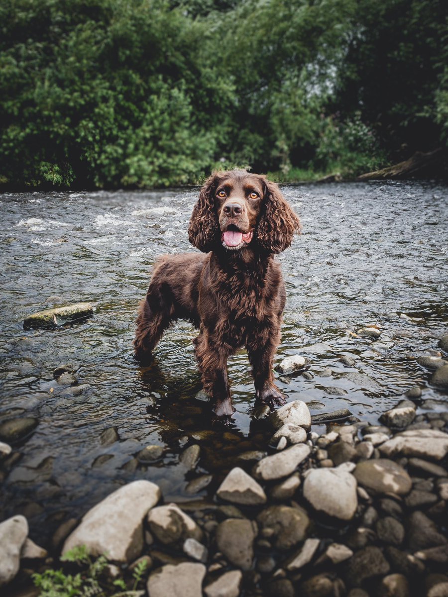IanRobinsonFoto's tweet photo. @sarajcox Took my dog Rico swimming https://t.co/vEt7TlZOpi