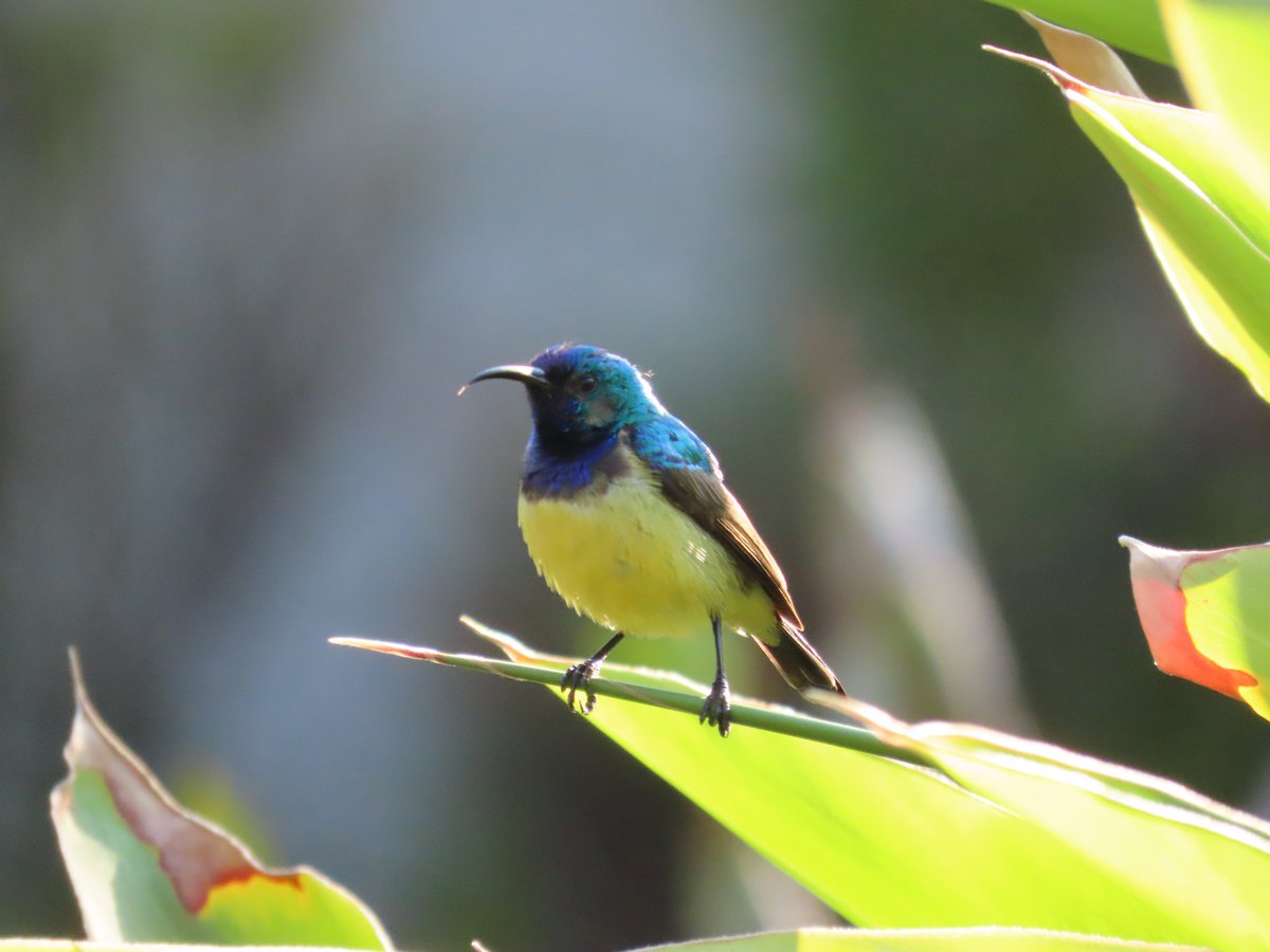 WWWings2023's tweet photo. Good morning 🙂
Back in #Zambia after a long break, and greeted today by the male #VariableSunbird, always one of the most vocal and active in the garden.
#NaturePhotography #TwitterNatureCommunity #birding #birdwatching #BirdsOfTwitter #SouthernAfricanBirds https://t.co/2VFrvy5tBj