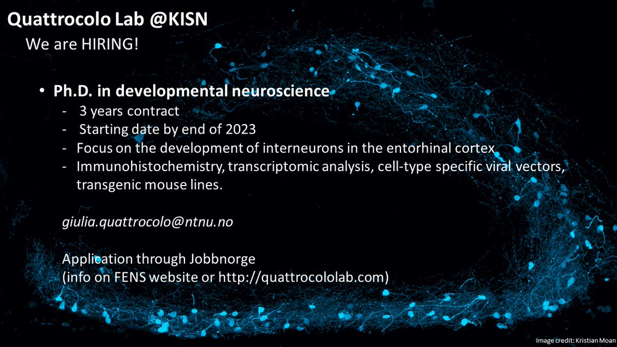 A fully funded Ph.D. position to study the development of interneurons is available in the #QuattrocoloLab. Join us @KISNeuro! Deadline: September 30! Starting date: by the end of 2023. All details in link👇🏼 jobbnorge.no/en/available-j…