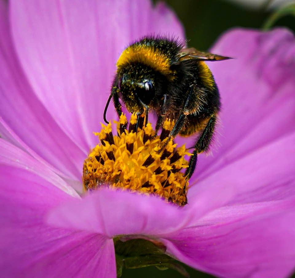 nadski65's tweet photo. “Practice kindness seven days a week, Spread kindness every time you speak” ― Ch J. Ford🩵🩶🩷
Happy Monday everyone
#nature #NaturePhotography #flowers #macro #macrophotography #bees #polinator #nikonphotography #nikon @UKNikon https://t.co/kpnXZzFKm8