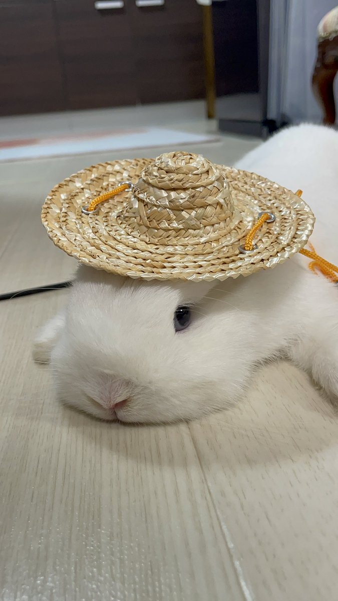 fuwafuwa_okome's tweet photo. まいにちあついね〜☀️🍉👒
#うさぎと暮らす #うさぎのいる生活 #うさぎ好きさんと繋がりたい #うさぎ #rabbit #rabbitfun #rabbitlife #bunny #bunnylove https://t.co/4fk7AEnFvV