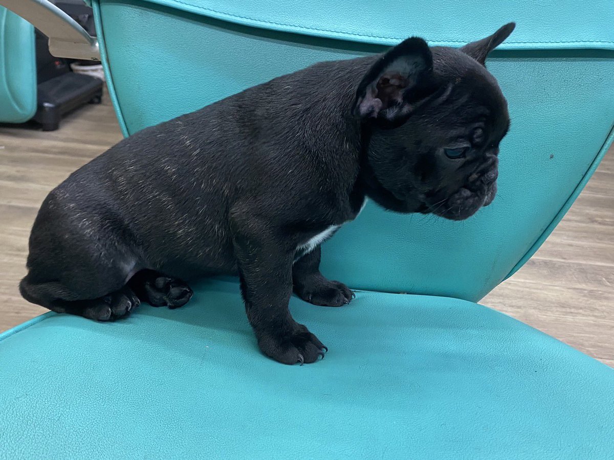 junmuay912's tweet photo. 可愛いフレンチブルドッグの仔犬のオーナー様募集中です！！
血統優秀なブリンドルの男の子1匹、女の子2匹です🥰
ご興味ある方は是非お気軽にお問い合わせ下さい🙇‍♂️ https://t.co/RB3vCbpFEN