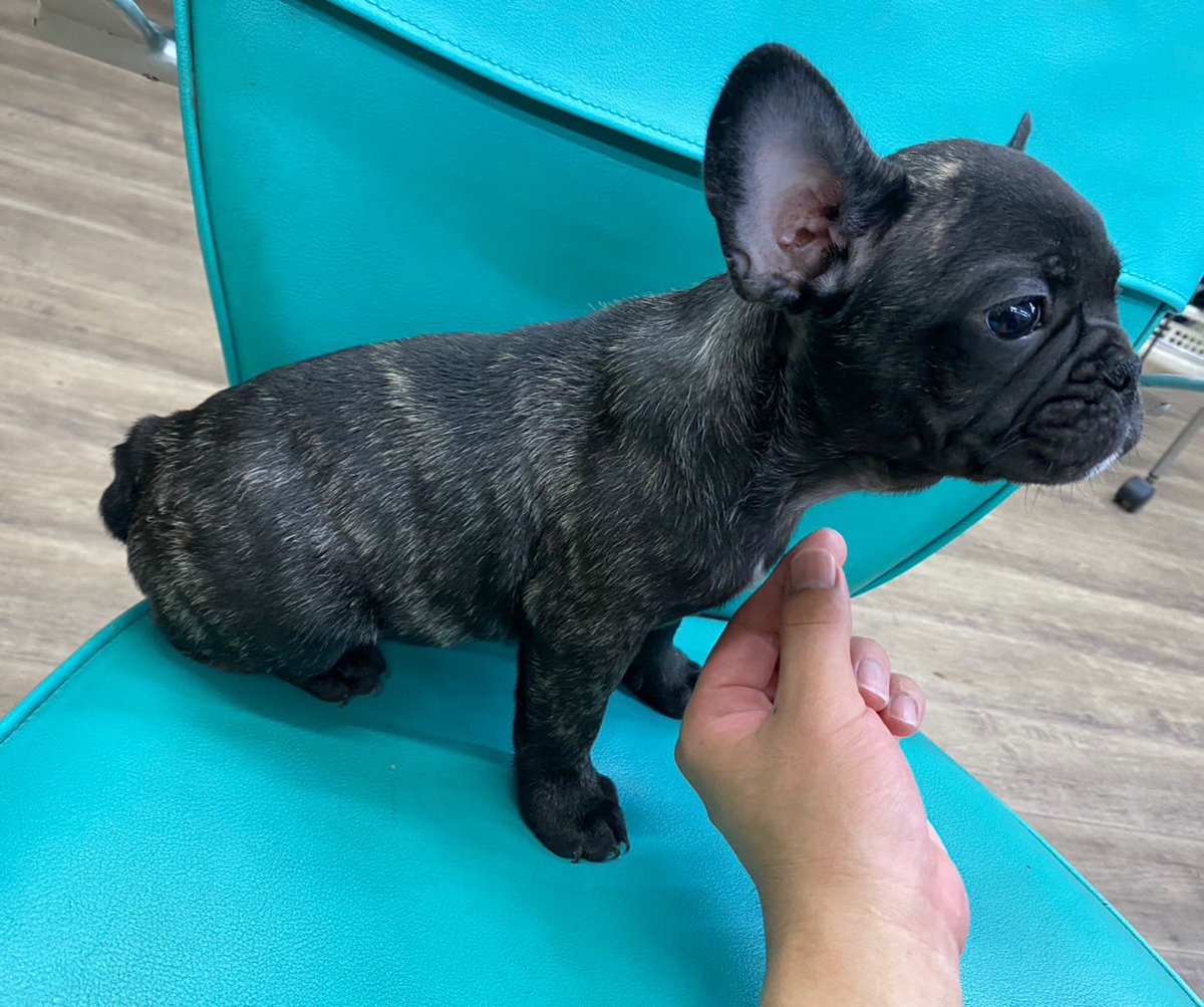 junmuay912's tweet photo. 可愛いフレンチブルドッグの仔犬のオーナー様募集中です！！
血統優秀なブリンドルの男の子1匹、女の子2匹です🥰
ご興味ある方は是非お気軽にお問い合わせ下さい🙇‍♂️ https://t.co/RB3vCbpFEN
