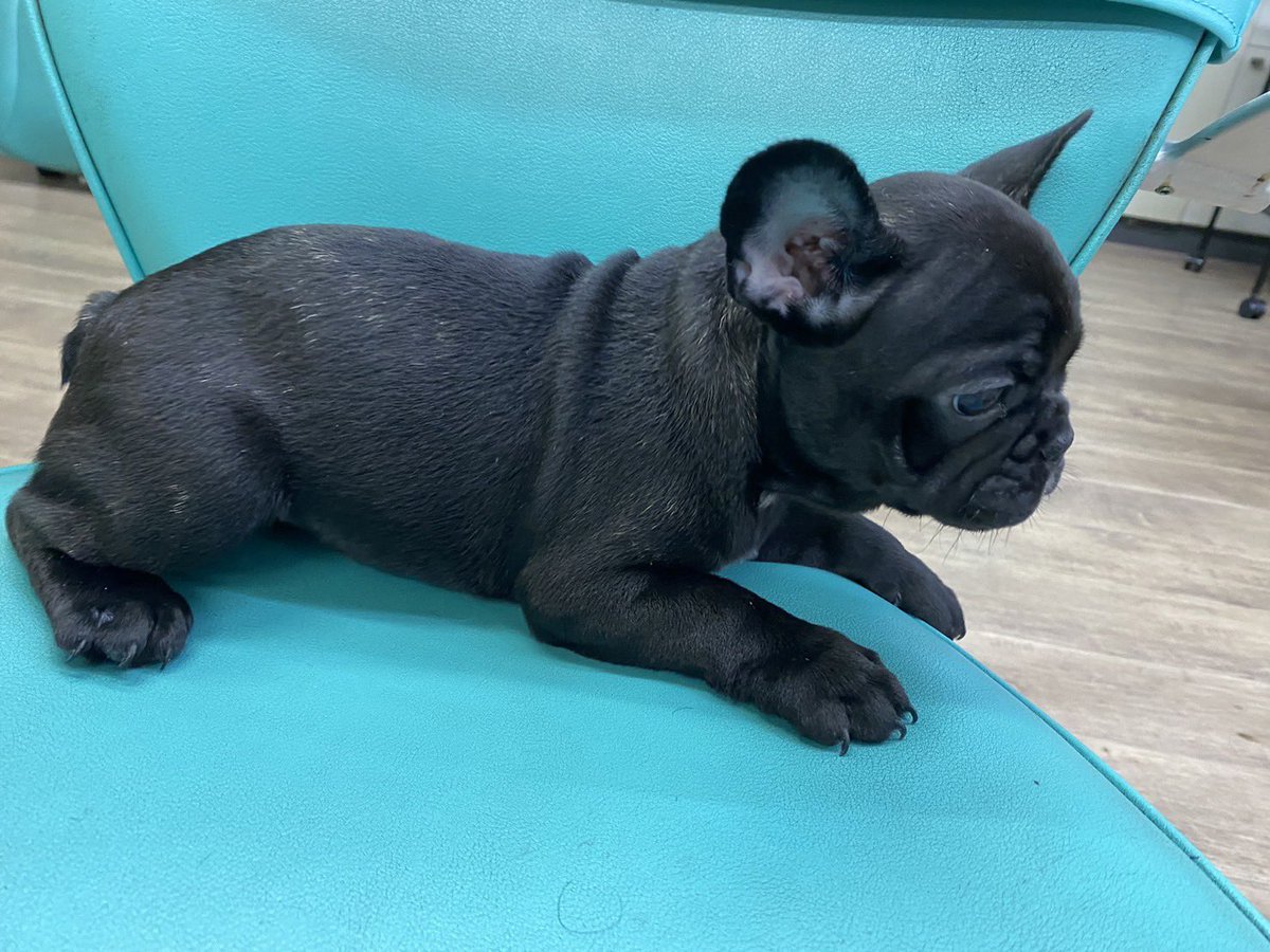 junmuay912's tweet photo. 可愛いフレンチブルドッグの仔犬のオーナー様募集中です！！
血統優秀なブリンドルの男の子1匹、女の子2匹です🥰
ご興味ある方は是非お気軽にお問い合わせ下さい🙇‍♂️ https://t.co/RB3vCbpFEN