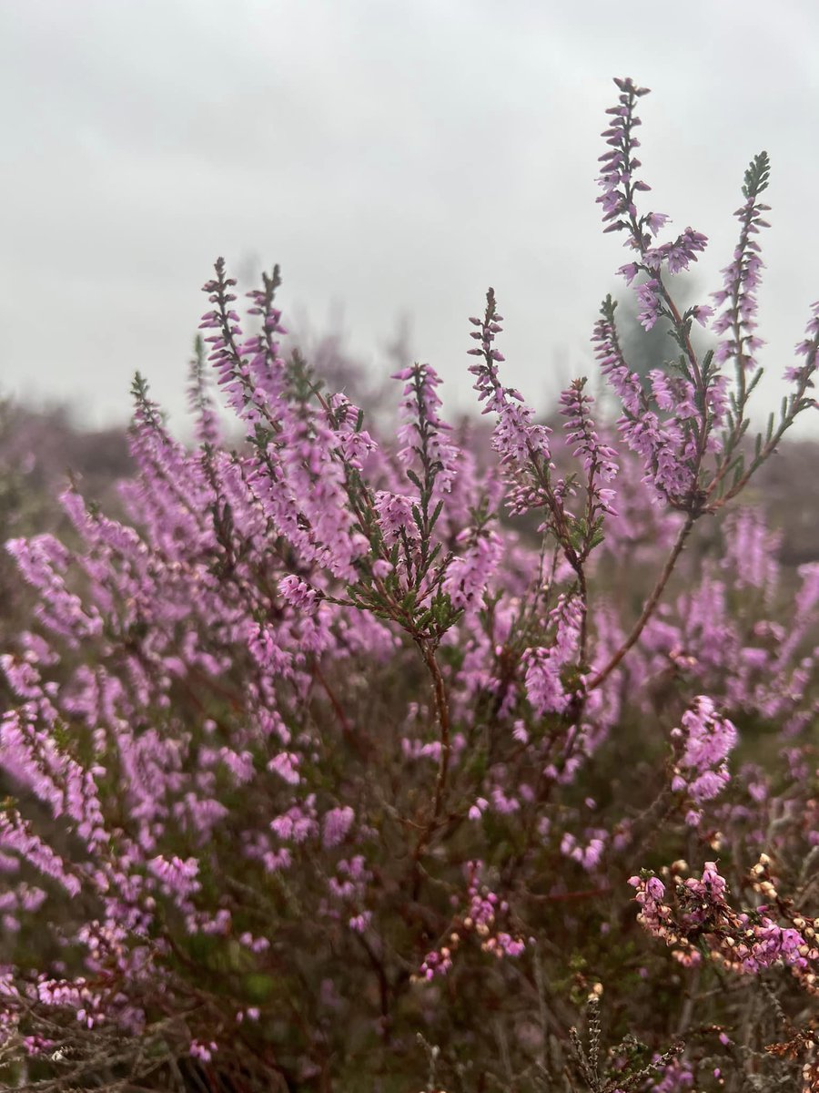 drenthepad's tweet photo. De heide komt meer en meer in bloei. Paars genieten op verschillende etappes van het #Drenthepad #wandelen #nivon #streekpad #sp6 @nivonnatuurvrienden 
Foto: Janet Katerberg https://t.co/PaHisIRi4M