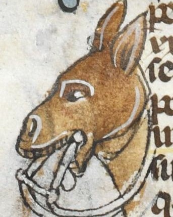Testa d'asino, decorazione #marginale tratta dal #manoscritto Royal MS 10 E IV folio 202r, Decretali di papa Gregorio IX, glossati da Bernardo di Parma, #miniatura #medioevo #medievale #middleage #mittelalter #moyenage #FestivaldelMedioevo #FdM2023