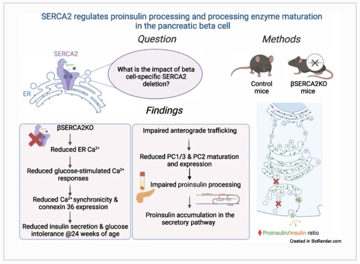 SERCA2 deficiency leads to glucose intolerance and reduced proinsulin processing in beta cells via alterations in the spatial regulation of prohormone trafficking and processing enzyme maturation tinyurl.com/7hywn39a 🔓