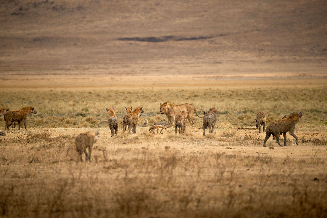 NgaizaAdventur1's tweet photo. Family Shield: When a lioness becomes a fortress for her precious cubs.
.
.
#LionessLove
#CubGuardian
#MamaLionStrength
#HyenaBattle
#MaternalInstincts
#FierceProtector
#WildlifeDefender
#NatureSurvival https://t.co/5TR3qHzBO2