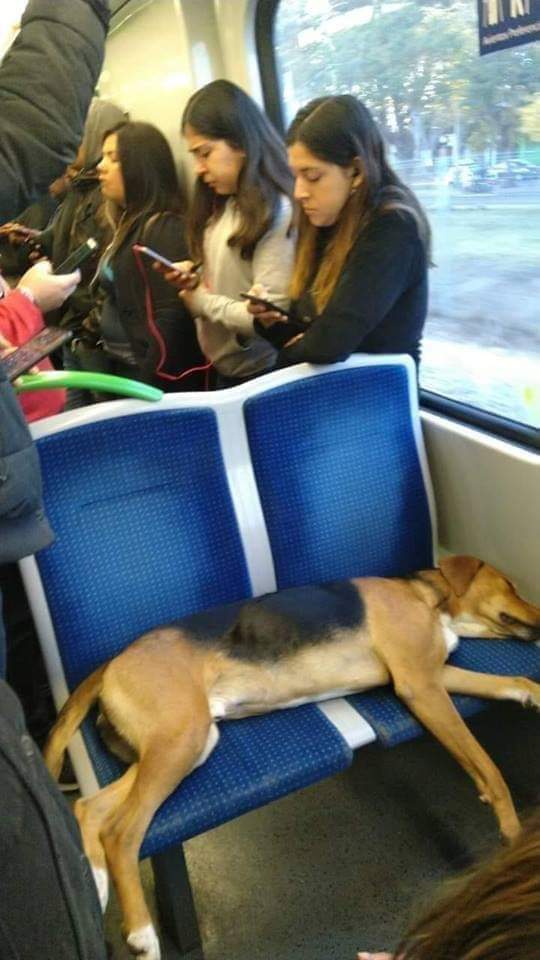 Qué bronca me da cuando se hacen los dormidos para no dar el asiento