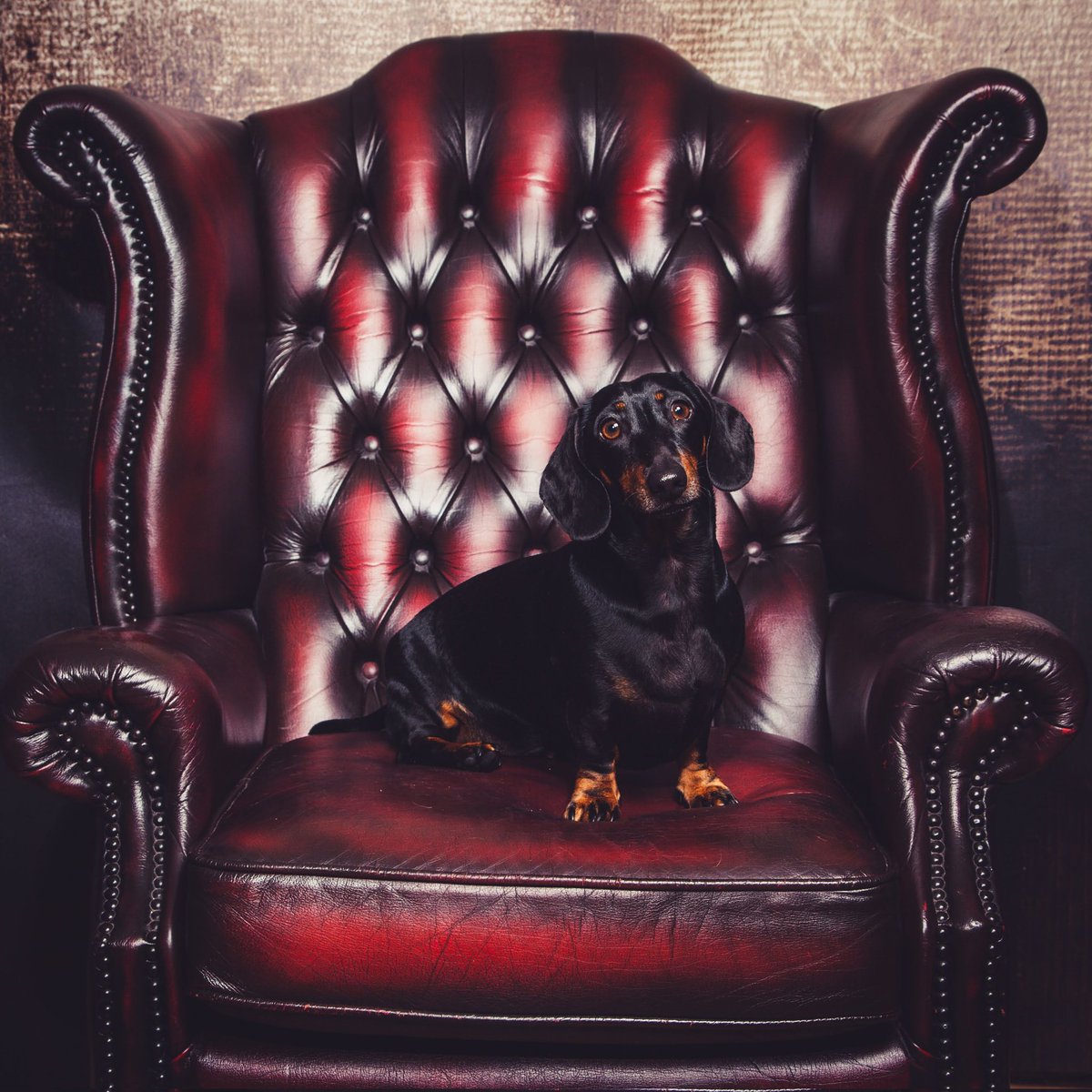 Bethodo1996's tweet photo. @AldiUK This is Ernie my Miniature Dachshund he's full of fun and loves food. He would love to be the face of Earl's small dog food #EarlsPooches https://t.co/ptunGiFJgI