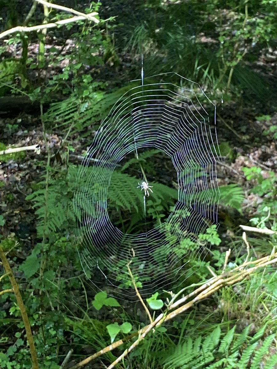 claudeshoward's tweet photo. Stepped very carefully around this intricate creation ⁦@BritishSpiders⁩ , very easy to blunder through someone’s home on a dog walk. https://t.co/pEUEY2z3de
