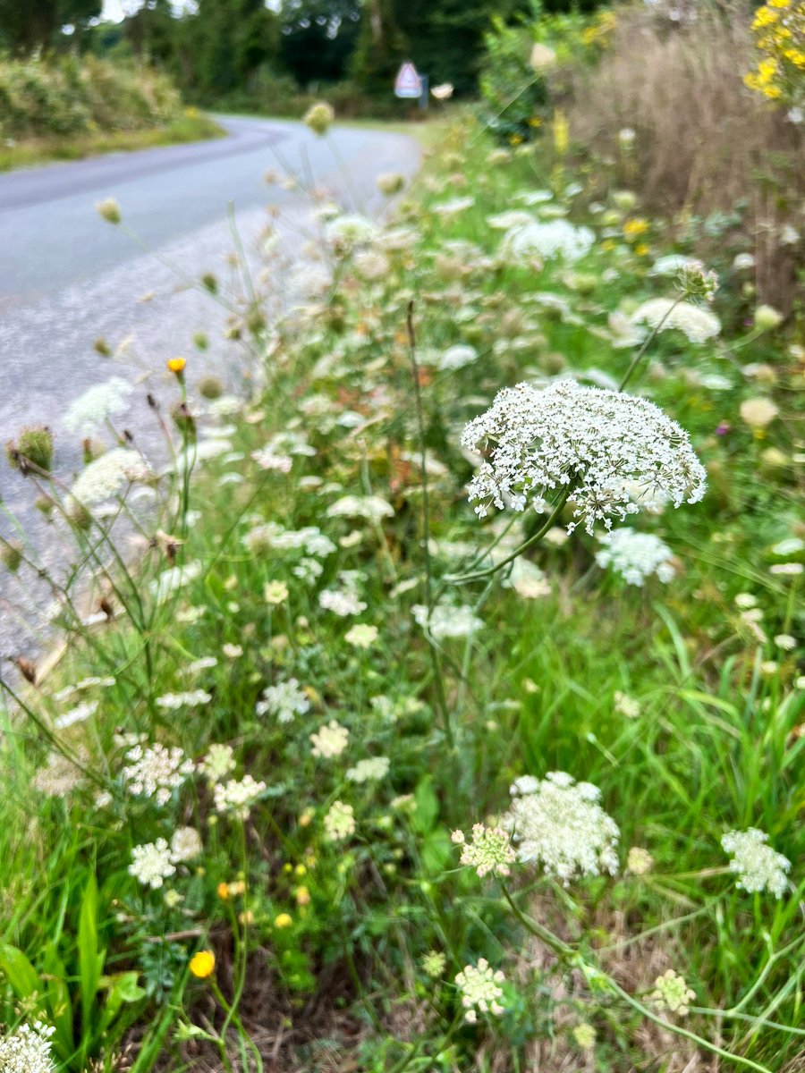 _JoelAshton's tweet photo. Why is it that we have to fight a constant battle in the UK, just to let beautiful and vital #wildflowers grow?! It seems everywhere I go in northern France, most of the roadside verges are left, without any impact on safety and a HUGE benefit for #wildlife. It’s nonsensical😖🐝 https://t.co/xzgjLUmBBt