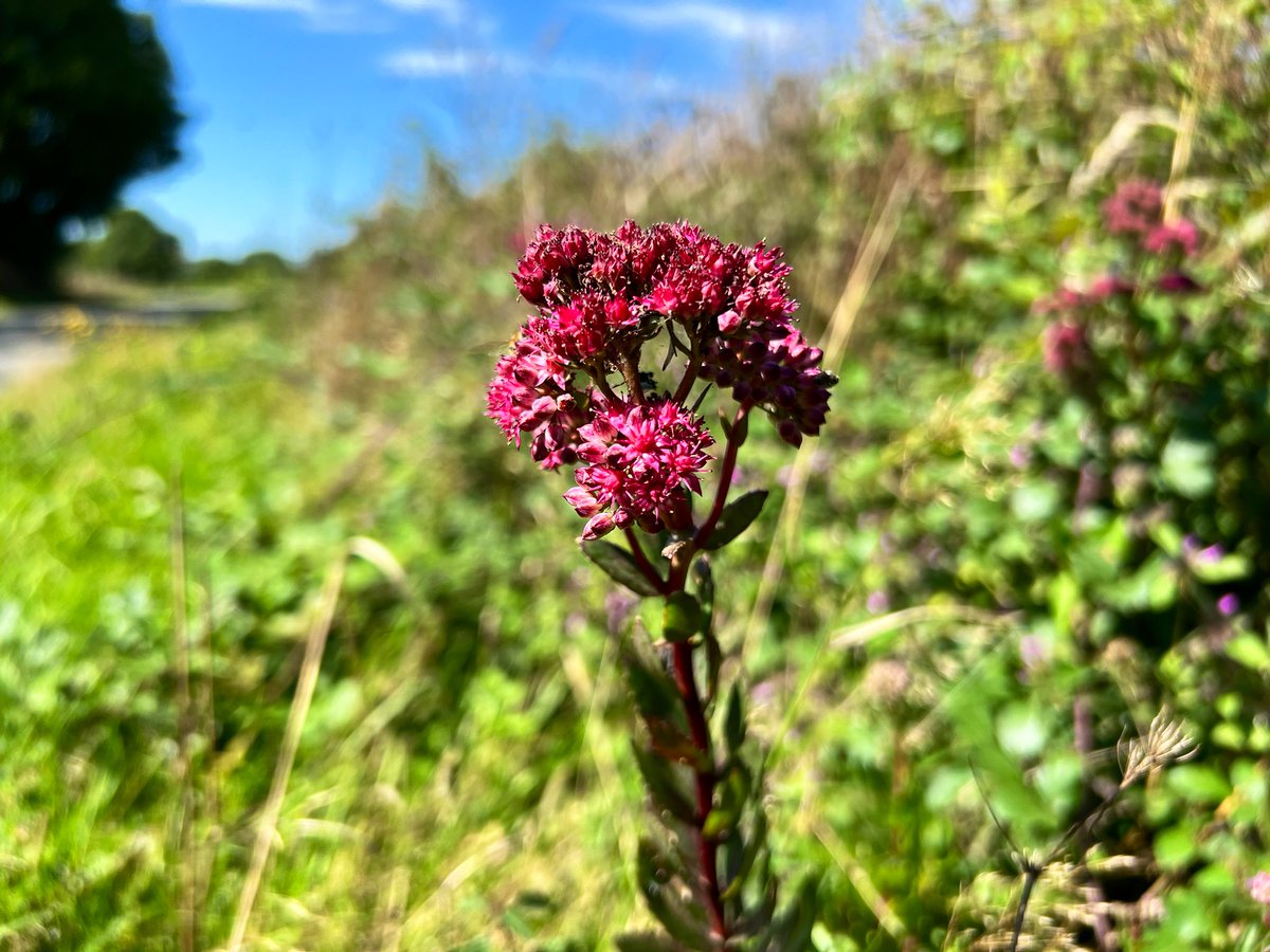 _JoelAshton's tweet photo. Why is it that we have to fight a constant battle in the UK, just to let beautiful and vital #wildflowers grow?! It seems everywhere I go in northern France, most of the roadside verges are left, without any impact on safety and a HUGE benefit for #wildlife. It’s nonsensical😖🐝 https://t.co/xzgjLUmBBt