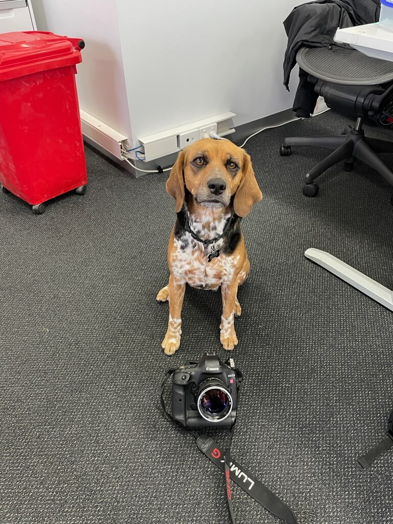 jasper_pictures's tweet photo. Huge congratulations to Beattie who has just been named employee of the week, and it’s only Monday!
Keep up the great work, Beattie.
#beattie #officedog #dogs #jpc https://t.co/QMDxdTHbMg