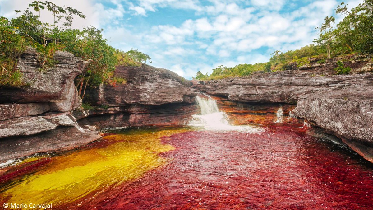Stuart_Orr's tweet photo. #32 No this is not pollution! It’s a sign that the waters of Colombia’s Caño Cristales are clear &amp; oxygen-rich. The aquatic plant, Macarenia clavigera blooms into these extraordinary bursts of blue, orange, red, yellow &amp; purple! https://t.co/CWEF8jEHmF https://t.co/ytKIibfKMw