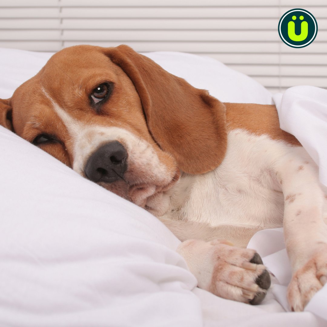 UberFacts's tweet image. Dogs sometimes lie awake at night thinking about their problems