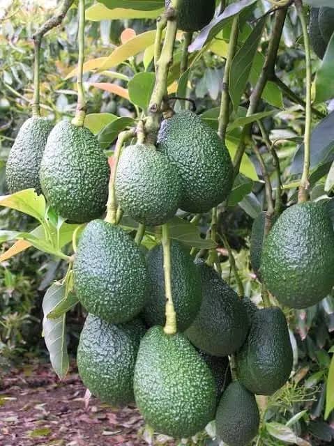 RightCohen's tweet photo. FARMING FACT:
Fast Maturing Rate and High Production Capacity are some of the major advantages of grafting fruit trees.

"Try grafting today and thank me later".

*Don't forget to #FOLLOW_ME for All Agricultural Extension Services &amp; Consultancy.
*Like &amp; Retweet.
#LetsFarmTogether https://t.co/V3TzFxNLhZ