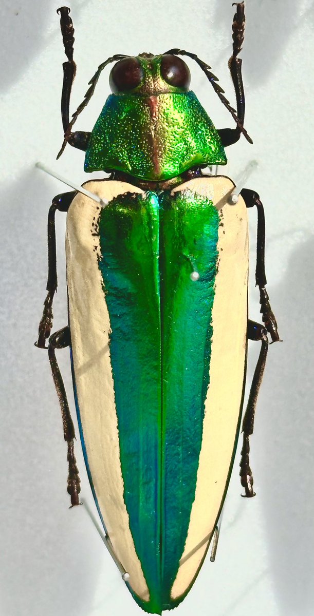 ボルネオ産 キベリルリタマムシ 52mm ボルネオ産 キベリルリタマムシ