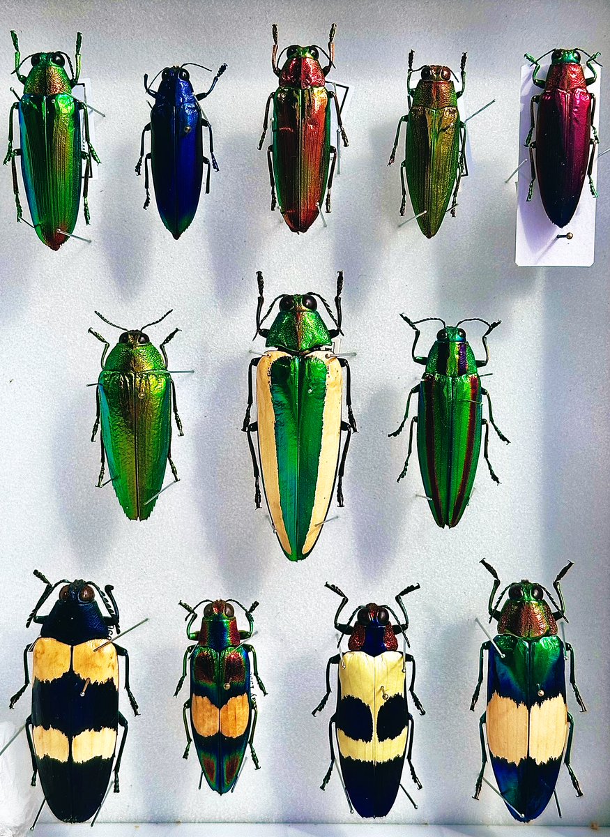 キベリルリタマムシ Chrysochroa limbata 『きらめく甲虫』(幻冬社)の